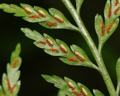 Asplenium gracillimum