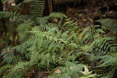 Asplenium gracillimum