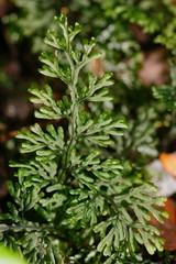 Hymenophyllum australe