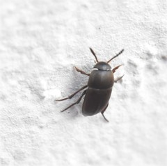 Ptomaphagus