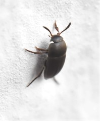 Ptomaphagus