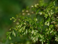 Hymenophyllum cupressiforme