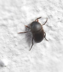 Ptomaphagus