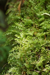 Hymenophyllum cupressiforme
