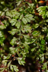 Hymenophyllum cupressiforme