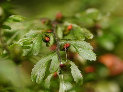 Hymenophyllum cupressiforme