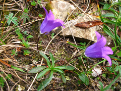 Campanula saxifraga