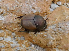 Palaeonthophagus
