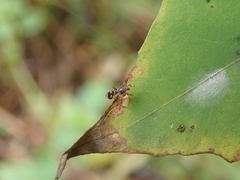 Teleopsis quadriguttata