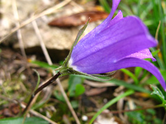 Campanula saxifraga