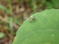 Teleopsis quadriguttata