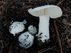 Amanita smithiana