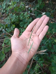 Bacillus rossius redtenbacheri