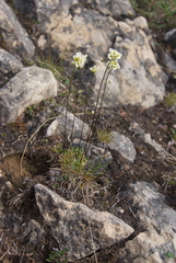 Draba fladnizensis