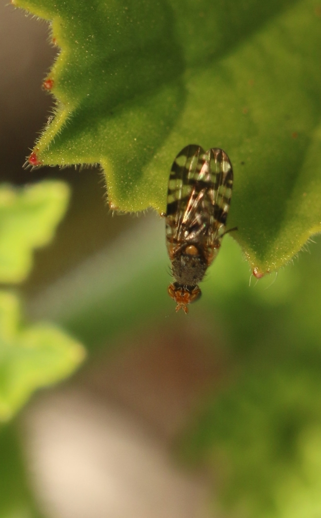 Campiglossa deserta