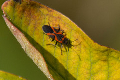 Lygaeus kalmii angustomarginatus