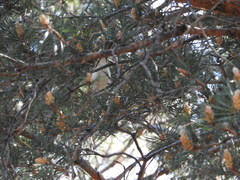 Phylloscopus bonelli