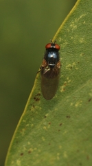 Silba