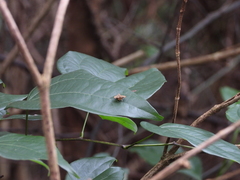 Choreutis amethystodes