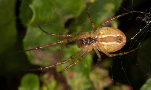 Eurasian Armoured Long-jawed Spider