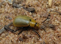 Chrysomelidae