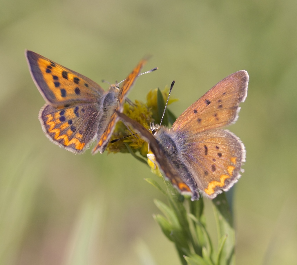 Purplish Copper