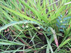 Phyllanthus glaucophyllus
