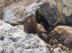 Erebia disa