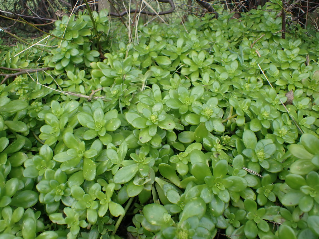 Sedum confusum; photograph author not stated, no rights reserved