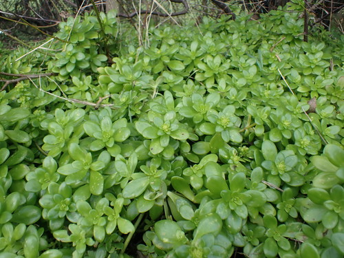 Lesser Mexican-stonecrop (Sedum confusum)