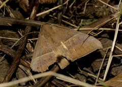 Ophisma