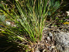 Juncus parryi