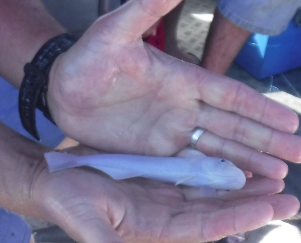 White Suckerfish