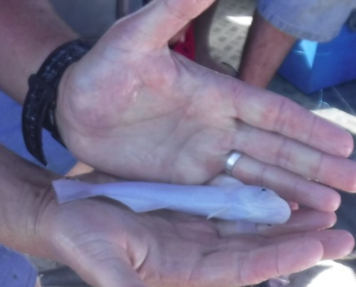 White suckerfish (Remora albescens) — Echeneidae