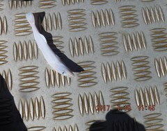 Remora albescens