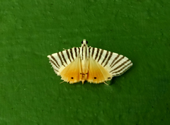 Dichocrocis zebralis