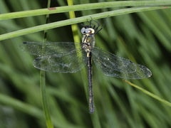 Micromidia atrifrons