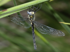 Micromidia atrifrons