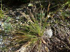 Juncus parryi