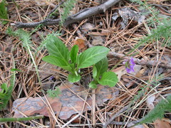 Viola gmeliniana