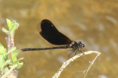 Euphaea masoni