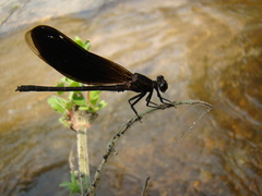 Euphaea masoni