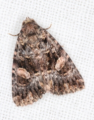 Condica macrosema