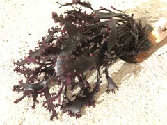 Sarcothalia decipiens