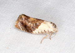 Hypertropha chlaenota