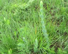 Lopholaena segmentata