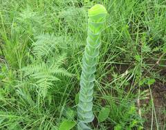 Lopholaena segmentata