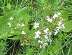 Dyschoriste burchellii