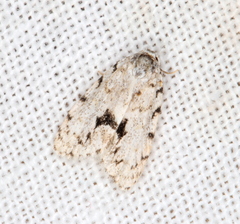 Thallarcha macilenta
