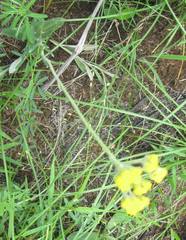 Helichrysum acutatum